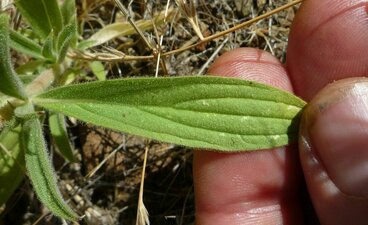 Trichostema lanceolatum Leaf